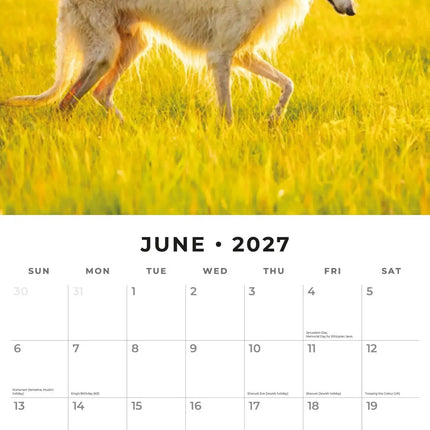 Red Robin Borzois Kalender 2027