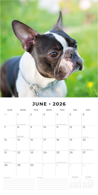 Red Robin Boston Terrier Kalender 2026