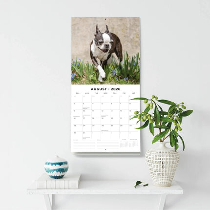 Red Robin Boston Terrier Kalender 2026