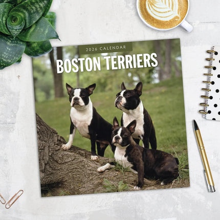 Red Robin Boston Terrier Kalender 2026