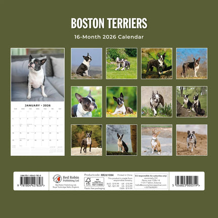 Red Robin Boston Terrier Kalender 2026