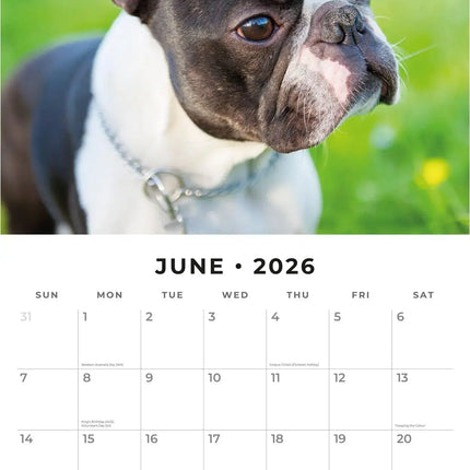 Red Robin Boston Terrier Kalender 2026