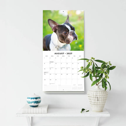 Red Robin Boston Terrier Kalender 2027