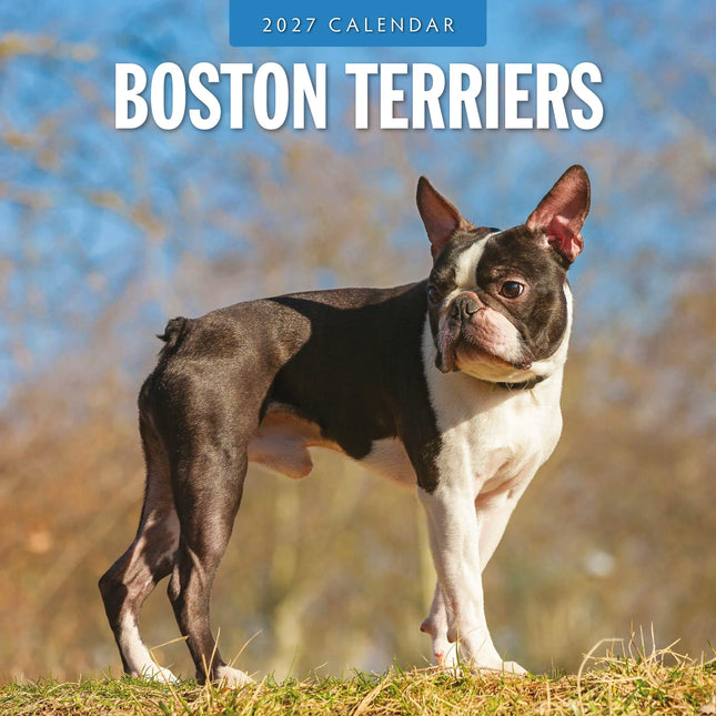 Red Robin Boston Terrier Kalender 2027