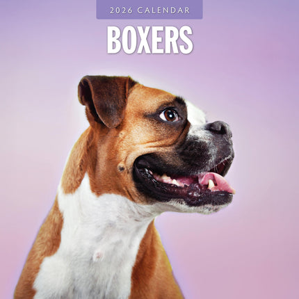 Red Robin Boxer Kalender 2026