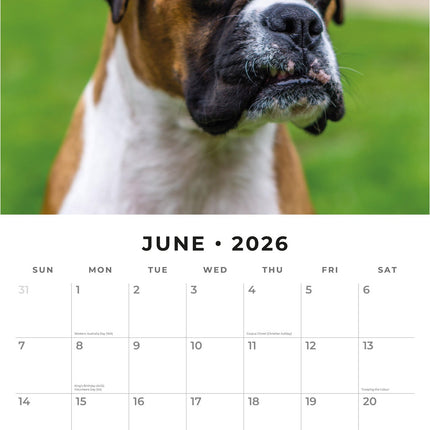 Red Robin Boxer Kalender 2026
