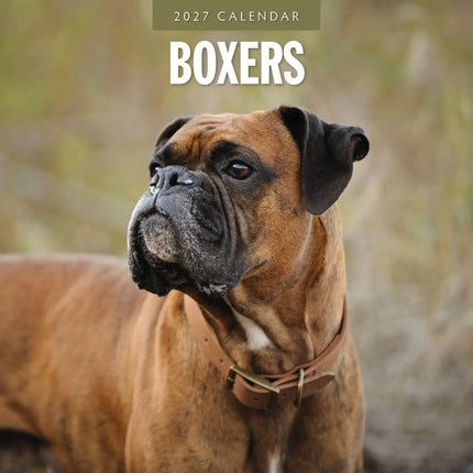 Red Robin Boxer Kalender 2027