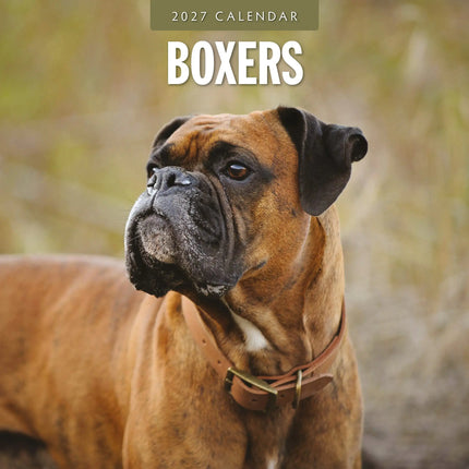 Red Robin Boxer Kalender 2027