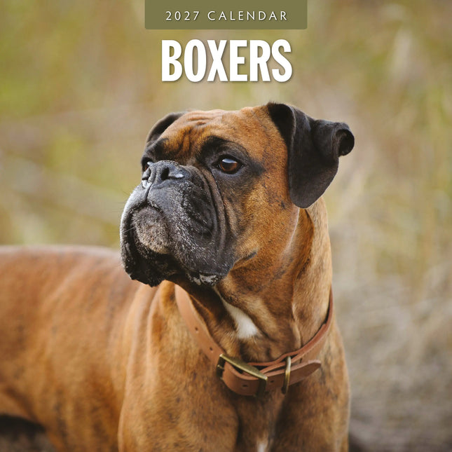 Red Robin Boxer Kalender 2027