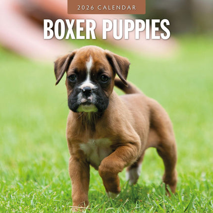 Red Robin Boxer Puppies Kalender 2026
