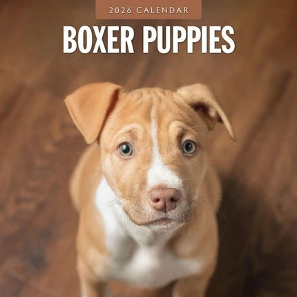 Red Robin Boxer Puppies Kalender 2026