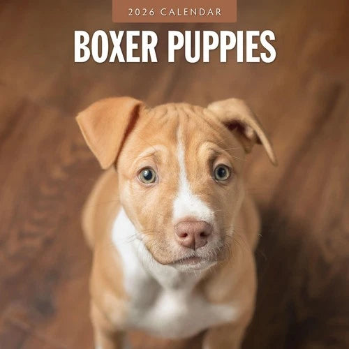 Red Robin Boxer Puppies Kalender 2026