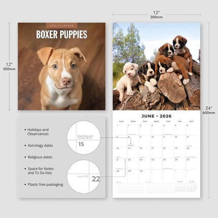 Red Robin Boxer Puppies Kalender 2026