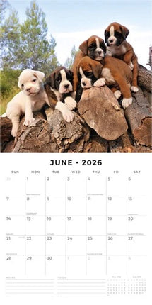 Red Robin Boxer Puppies Kalender 2026