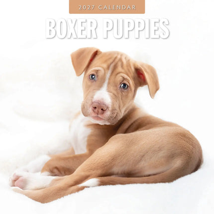 Red Robin Boxer Puppies Kalender 2027