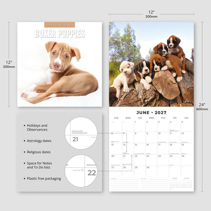 Red Robin Boxer Puppies Kalender 2027