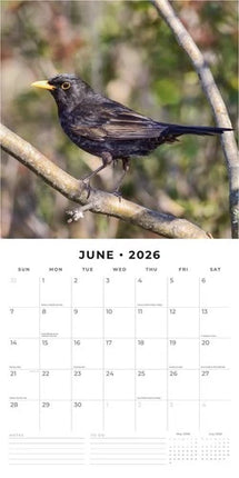 Red Robin British Garden Birds Kalender 2026