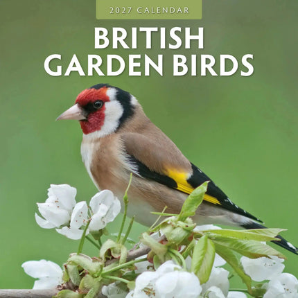 Red Robin British Garden Birds Kalender 2027