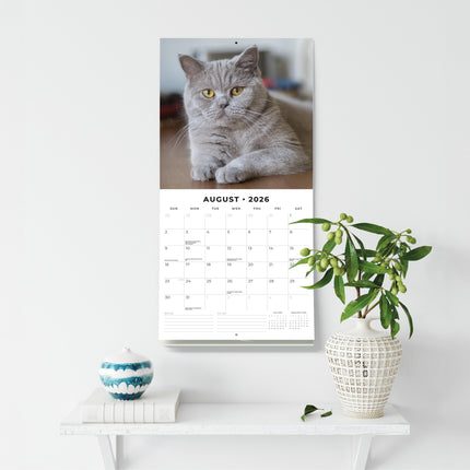 Red Robin Brits Korthaar Kalender 2026