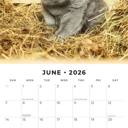 Red Robin Brits Korthaar Kalender 2026