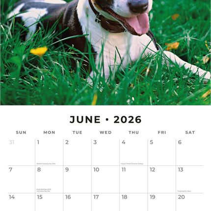 Red Robin Bull Terrier Kalender 2026