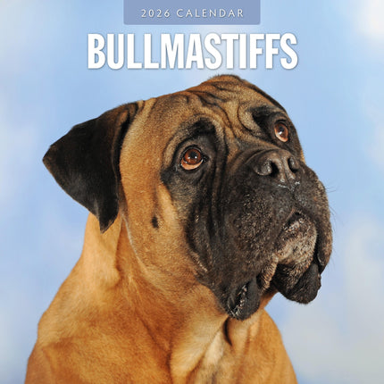 Red Robin Bullmastiff Kalender 2026