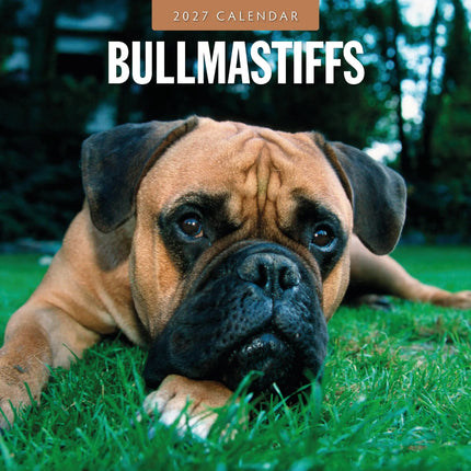 Red Robin Bullmastiff Kalender 2027