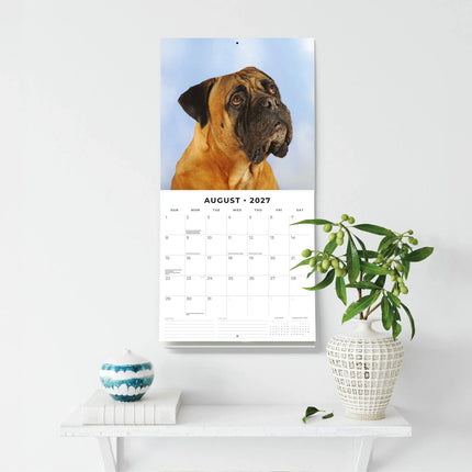 Red Robin Bullmastiff Kalender 2027