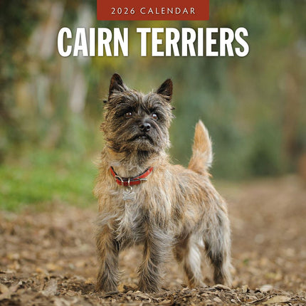 Red Robin Cairn Terrier Kalender 2026