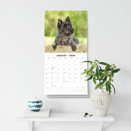 Red Robin Cairn Terrier Kalender 2026