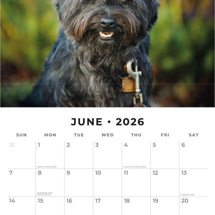 Red Robin Cairn Terrier Kalender 2026