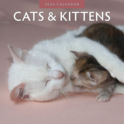 Red Robin Cats and Kittens Kalender 2026
