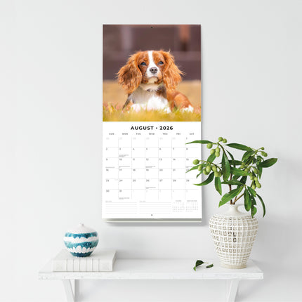 Red Robin Cavalier King Charles Spaniel Kalender 2026