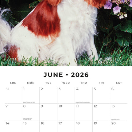 Red Robin Cavalier King Charles Spaniel Kalender 2026