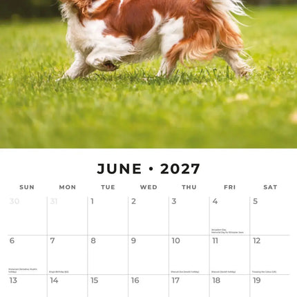 Red Robin Cavalier King Charles Spaniel Kalender 2027