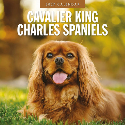 Red Robin Cavalier King Charles Spaniel Kalender 2027
