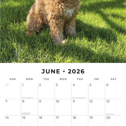 Red Robin Cavapoos Kalender 2026