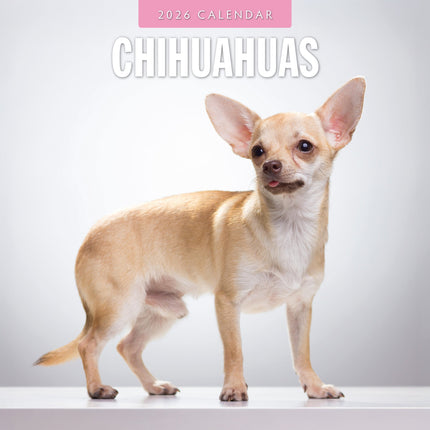 Red Robin Chihuahua Kalender 2026
