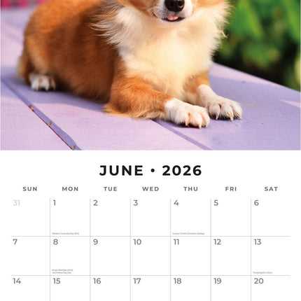 Red Robin Chihuahua Kalender 2026