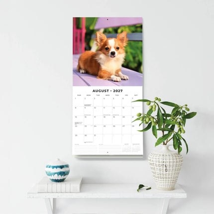 Red Robin Chihuahua Kalender 2027