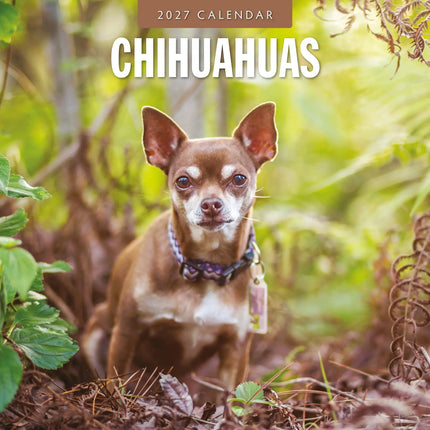 Red Robin Chihuahua Kalender 2027
