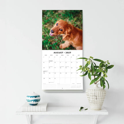 Red Robin Cocker Spaniels Kalender 2027