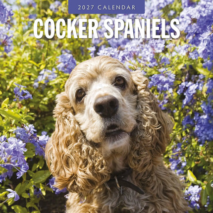 Red Robin Cocker Spaniels Kalender 2027