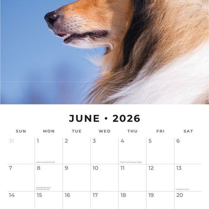 Red Robin Collie - Schotse Herder Kalender 2026
