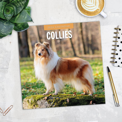 Red Robin Collie - Schotse Herder Kalender 2026