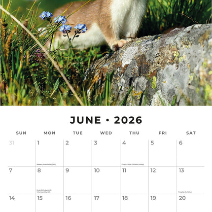 Red Robin Country Wildlife Kalender 2026