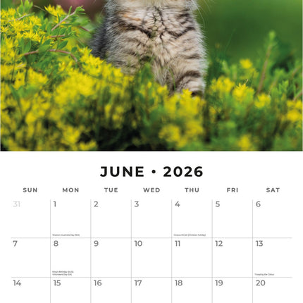Red Robin Cute Kittens Kalender 2026