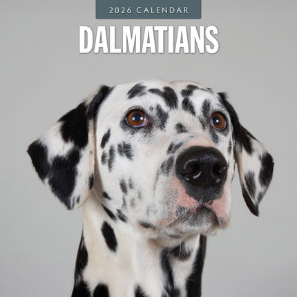 Red Robin Dalmatier Kalender 2026