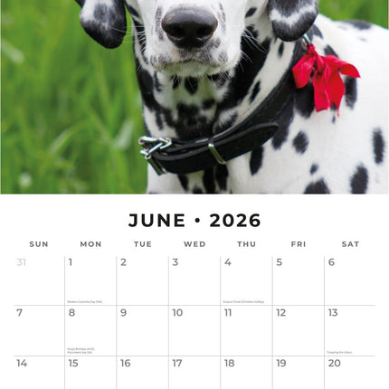 Red Robin Dalmatier Kalender 2026