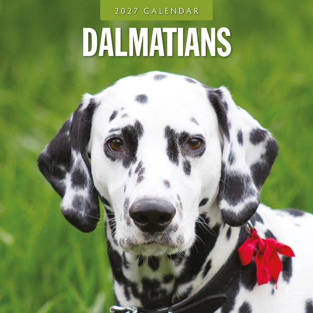 Red Robin Dalmatier Kalender 2027